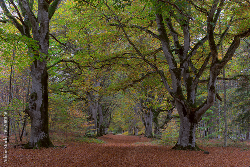 View of the Allagnat (Ceyssat) forest paths in autumn, Puy-de Dome, Auvergne, France