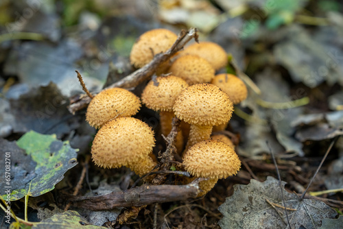 Scaly mushrooms, honey mushrooms, royal mushrooms in their natural environment in the forest.