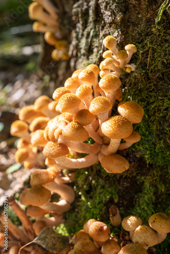 Honey mushrooms grow in their natural environment in the forest on an old tree.