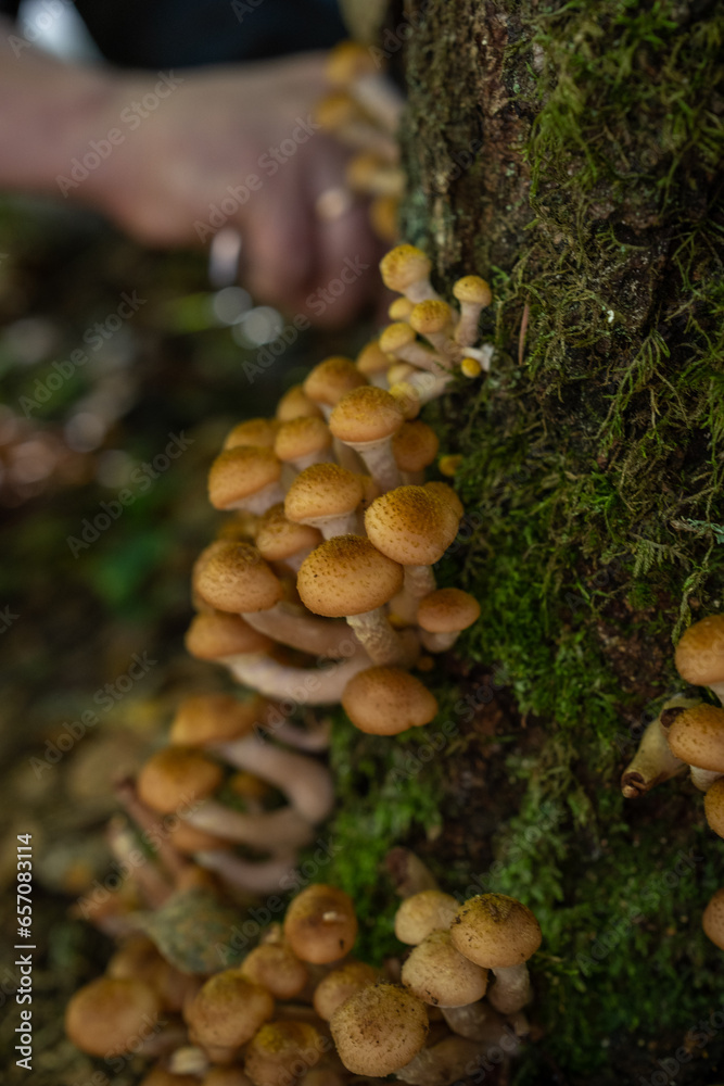 Mushrooms grow on a tree. Honey mushrooms on a tree. Mushroom picking. Mushrooms grow on a tree. Honey mushrooms on a tree. Mushroom picking.