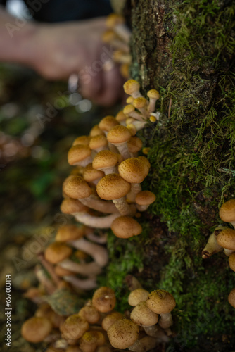 Mushrooms grow on a tree. Honey mushrooms on a tree. Mushroom picking.