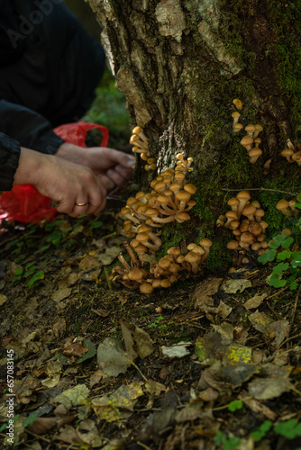 Collection of forest mushrooms in autumn. Honey mushrooms