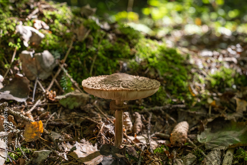 Edible mushroom grows in the forest in its natural environment, foliage, and trees.
