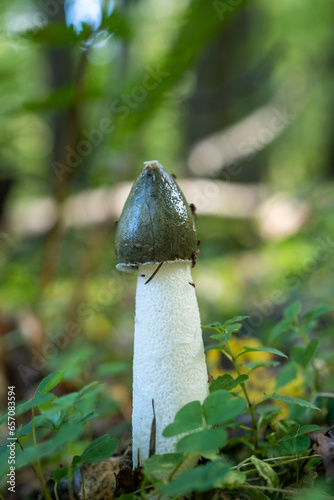 Rare horn mushroom in the forest, Veselka mushroom. A useful mushroom used in medicine, the phallus is not modest.
