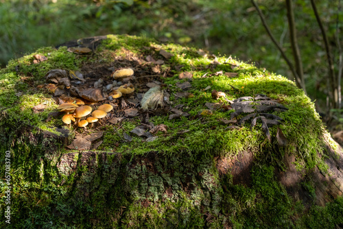 A beautiful old stump in the forest covered with moss and mushrooms. Forest landscape.