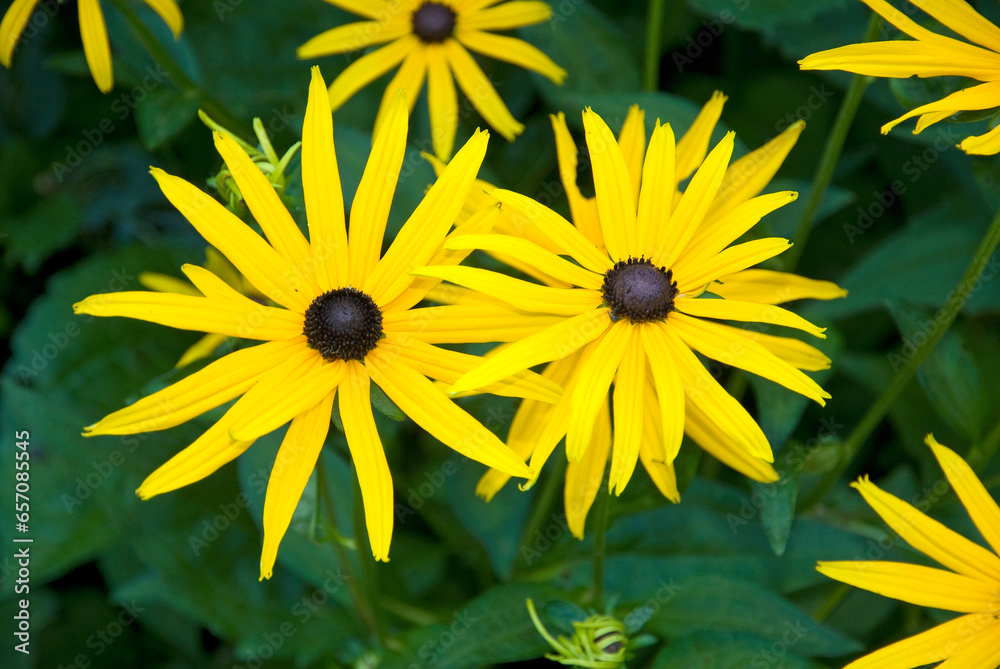 Rudbeckia fulgida sullivantii 'Goldsturm', Rudbéckia Rudbeckia fulgida sullivantii 'Goldsturm', Rudbéckia