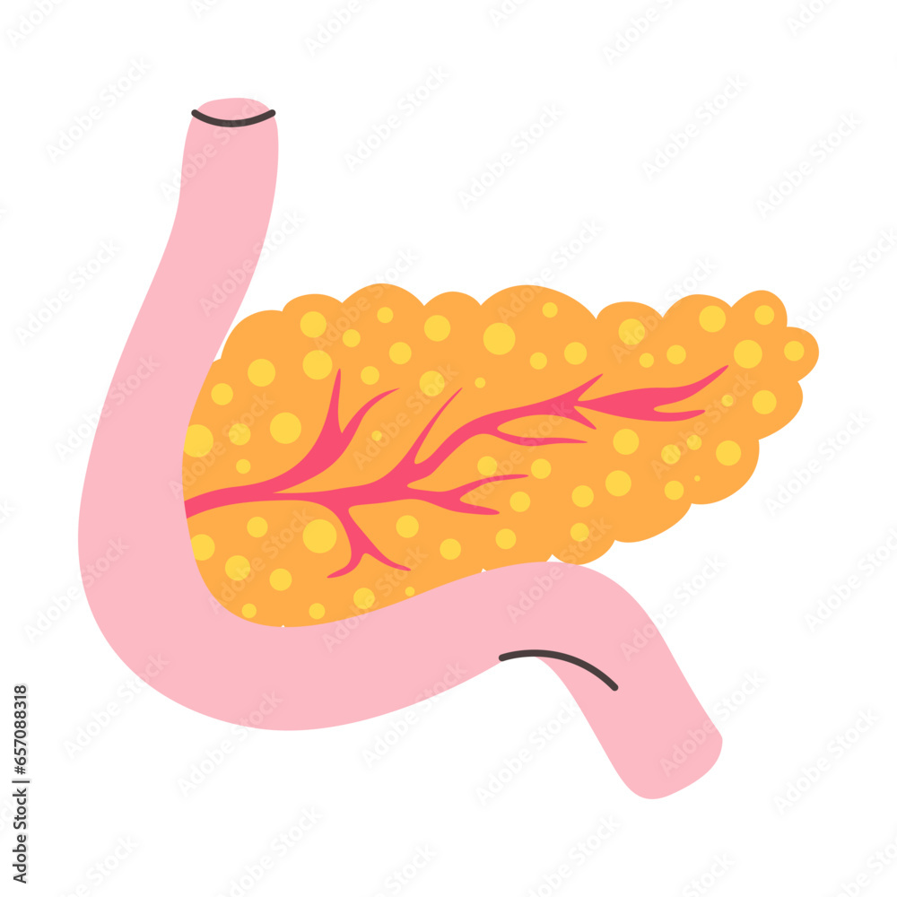 pancreas illustration pancreas illustration
