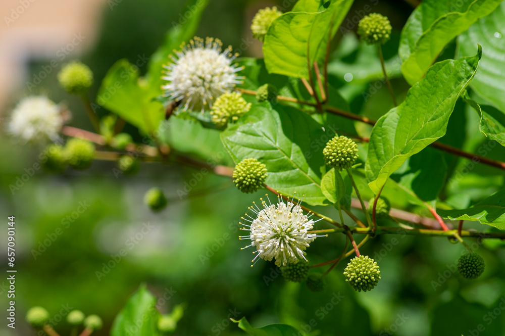 Cephalanthus occidentalis mexical white flowering plant, bright beautiful buttonbush honey bells flowers in bloom