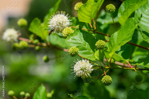 Obraz na płótnie Cephalanthus occidentalis mexical white flowering plant, bright beautiful buttonbush honey bells flowers in bloom w salonie