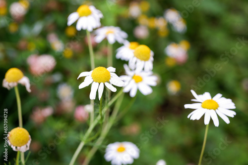 Chamomile flowers on the field. Close up photo