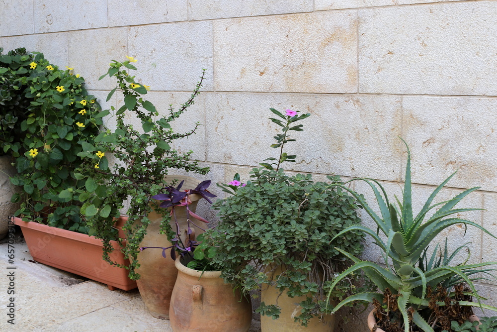 Naklejka premium Green plants and flowers grow in a flower pot.