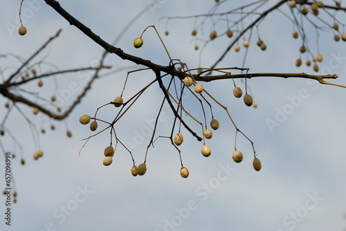 fruits of chinaberry tree against blue sky photo