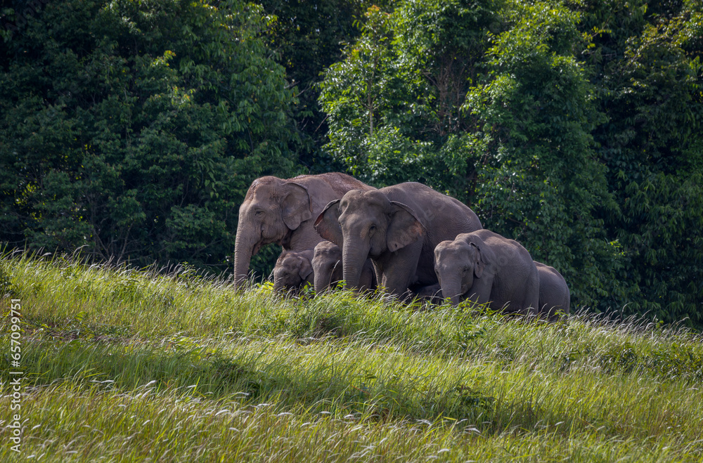 Fototapeta premium Herd of wild elephants eating food in the green grass field.