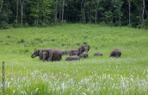 Photography Herd of wild elephants eating food in the green grass field.