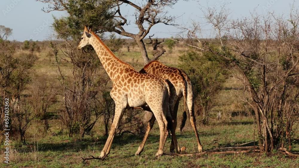 Early morning play fight among giraffe bulls Early morning play fight among giraffe bulls