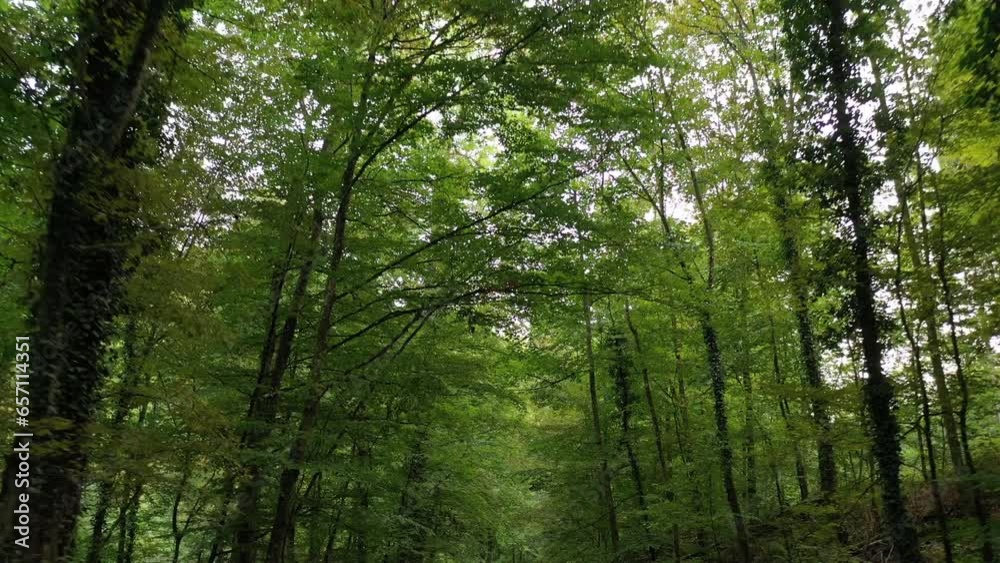 View along an path into a dense deciduous forest in a wooded area in the Palatinate Forest during late summer in southern Germany View along an path into a dense deciduous forest in a wooded area in the Palatinate Forest during late summer in southern Germany