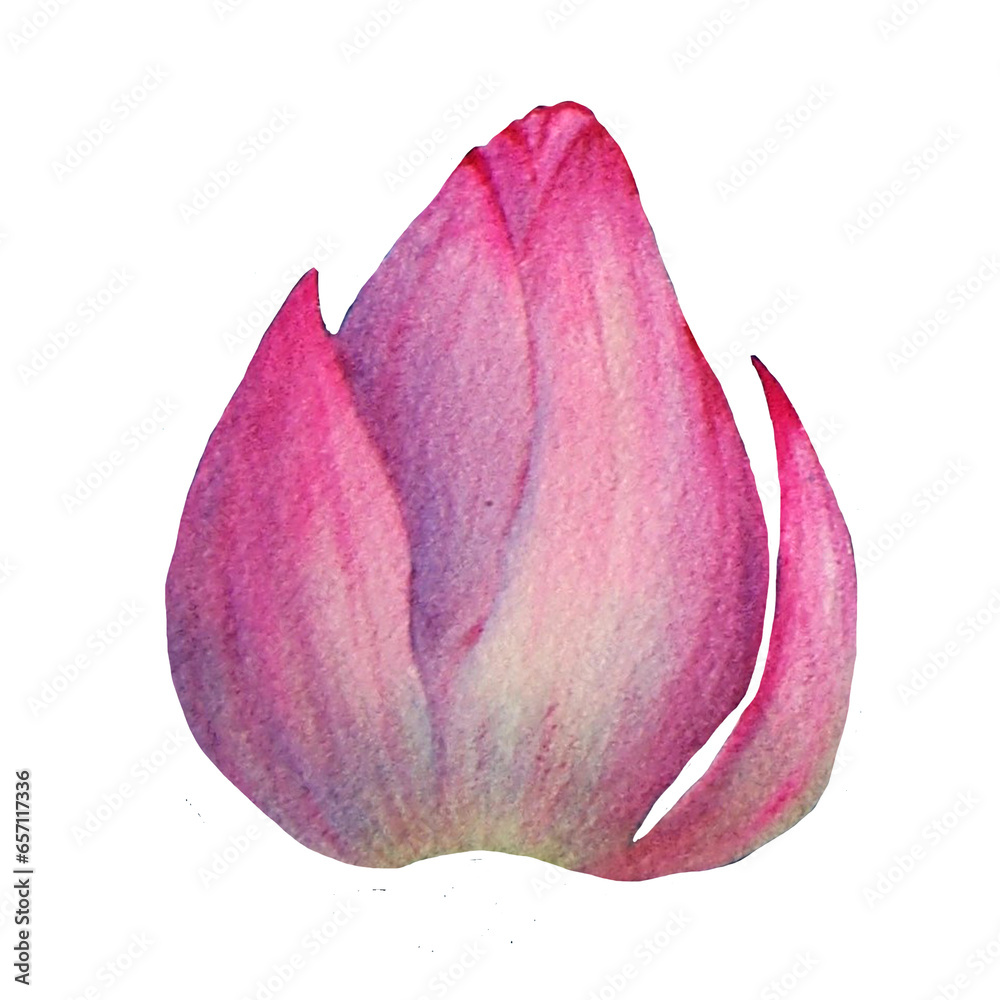 Fototapeta premium Lotus flowers painted in watercolor. Hand drawn on textured paper. Suitable for creating your ideas: print, poster, wallpaper, backgrounds and cards.