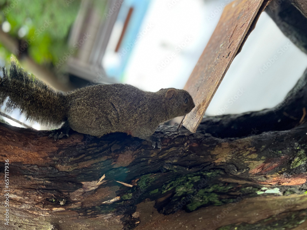 Obraz premium a pair of animals