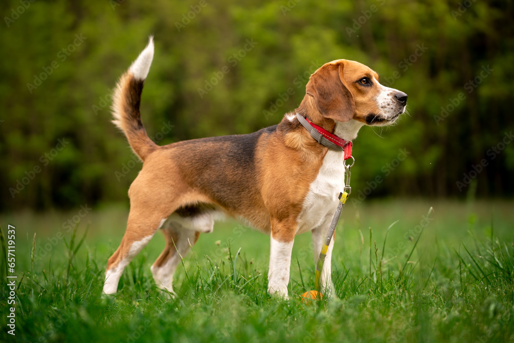 Pies rasy beagle podczas spaceru