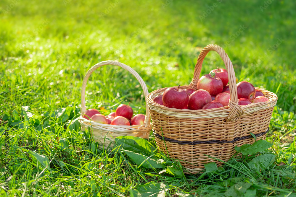 Ripe Apples in the Apple Orchard before Harvesting. Big Red delicious Apples. Fruit Garden at Fall Harvest. Wicker Basket of Fresh Apples. Autumn Sunny Day, Shadow. Apple baskets. Organic Gardening Ripe Apples in the Apple Orchard before Harvesting. Big Red delicious Apples. Fruit Garden at Fall Harvest. Wicker Basket of Fresh Apples. Autumn Sunny Day, Shadow. Apple baskets. Organic Gardening