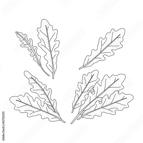 Arugula leaves vector isolated on white background. Herbal doodle style illustration. The best for design logo, menu, label, icon, stamp.