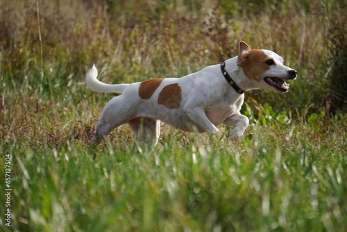 jack russell terrier running grass