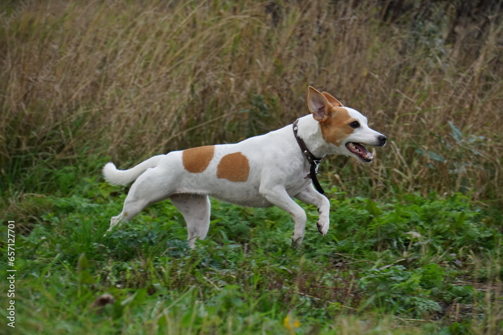 jack russell terrier running grass