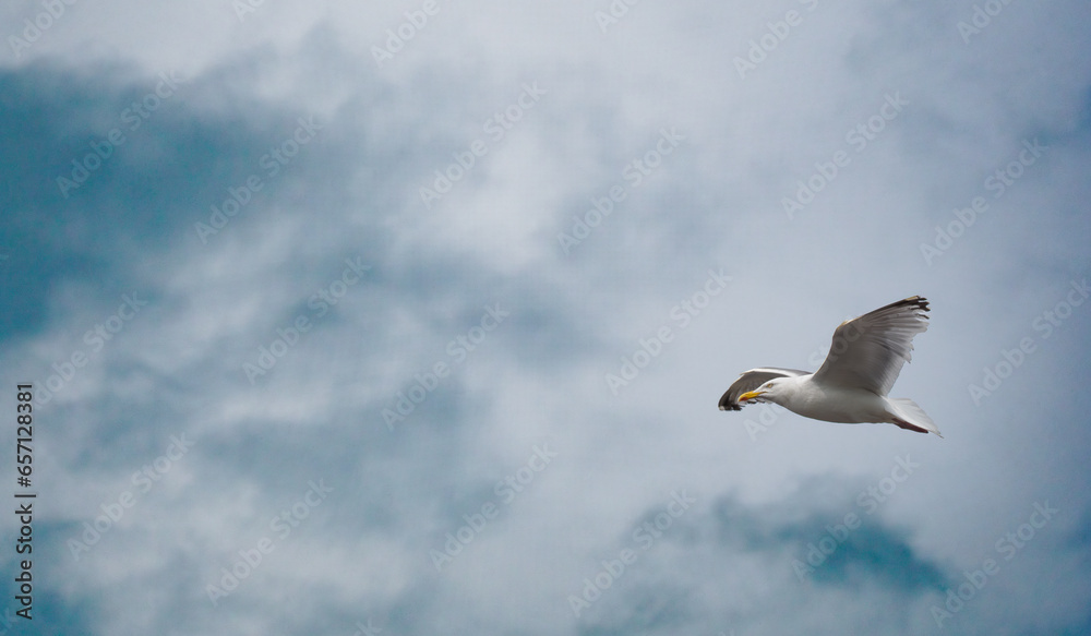 a flying white bird against the cloudy sky a flying white bird against the cloudy sky