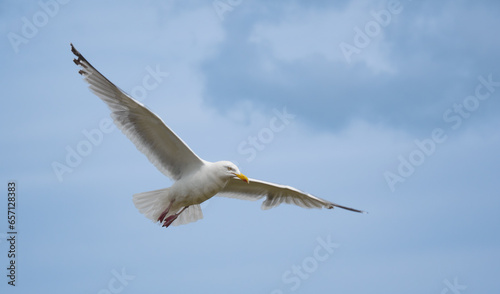 a flying white bird against the cloudy sky © AM Boro