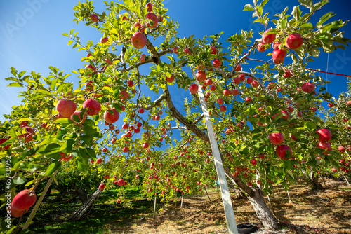 青空に映える信州の真っ赤なリンゴの実2