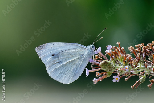 Piéride du chou - Pieris brassicae - lépidoptères - papillons photo