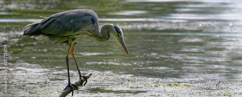 Schilderij op canvas héron cendré - Ardea cinerea - oiseaux
