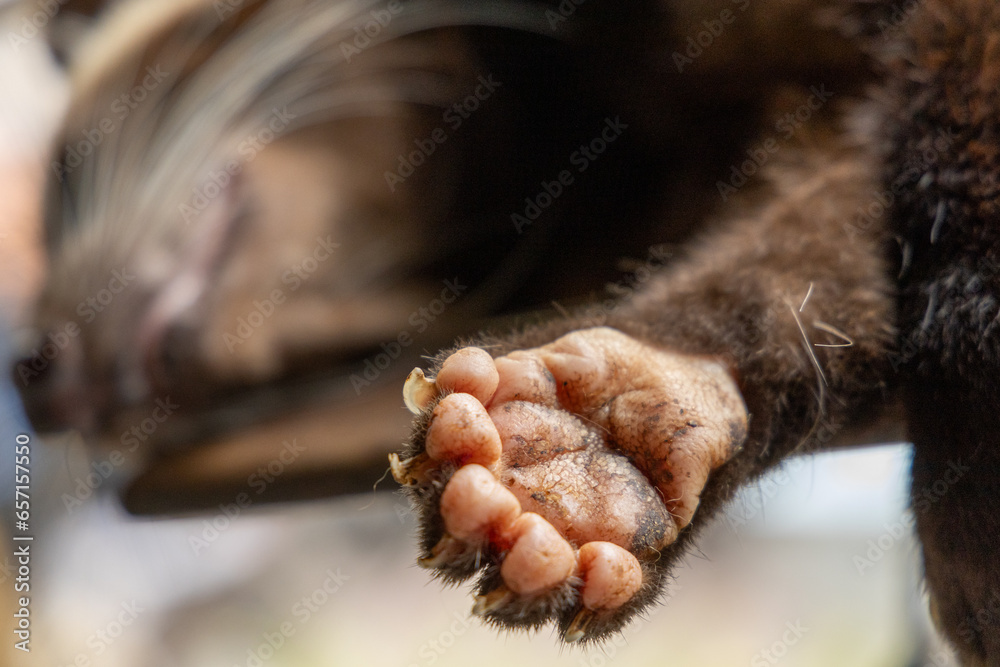 Asian palm civet foot