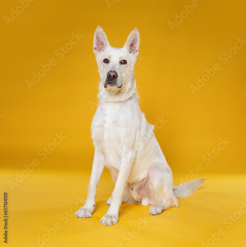 cute dog on an isolated background