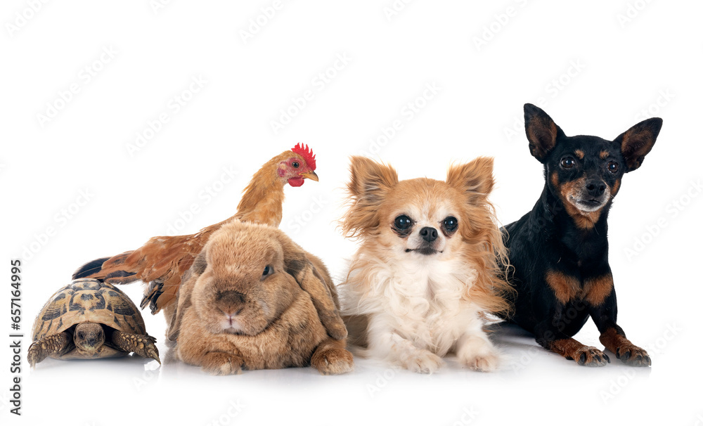 rabbit, dogs and chicken rabbit, dogs and chicken