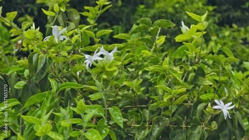 Close-up of fresh blooms of star jasmine or Jasminum multiflorum flowers swaying photo