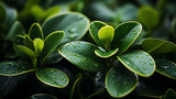 Macro shots of natural green rubber plant