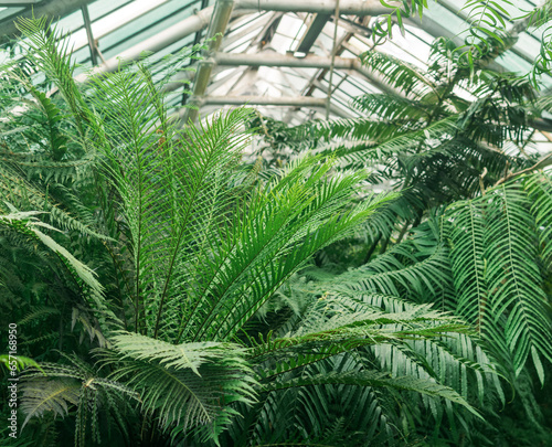 interior of a large greenhouse with a collection of tropical plants