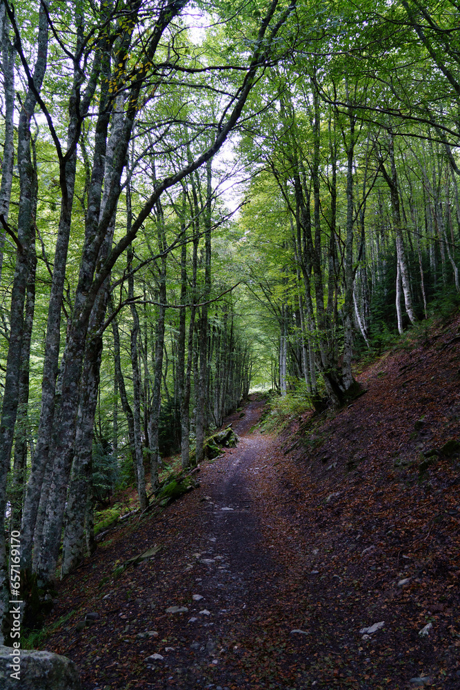 Forest Pyrenees Selva Oza