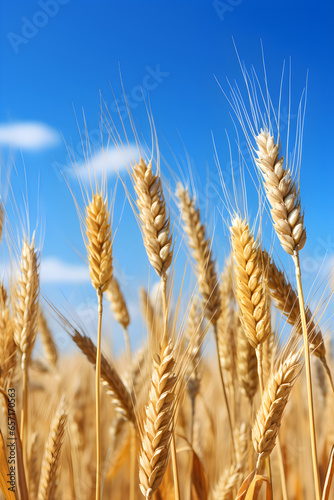 close up barley ears in golden field with blue sky, Generative AI