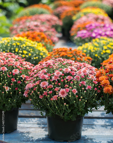 A Day at the Orchard