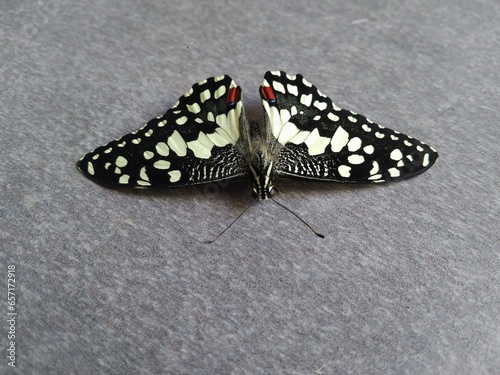 butterfly black and white attractive