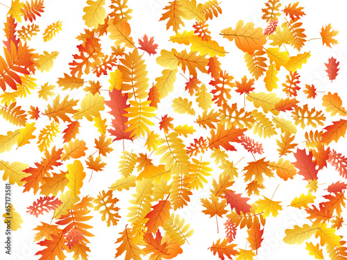 Oak, maple, wild ash rowan leaves vector, autumn foliage on white background.