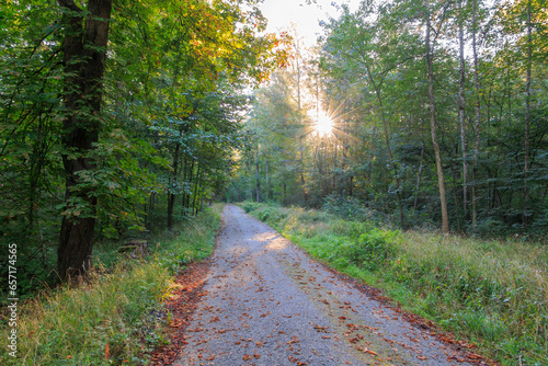 Sun rays fall on a road with autumn trees on the roadside