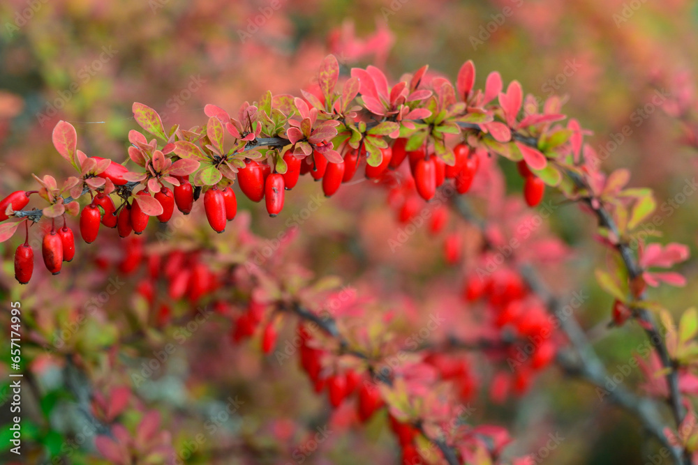 Red hawthorn berries in the autumn garden