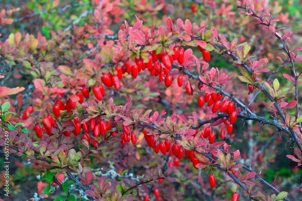 Red hawthorn berries in the autumn garden