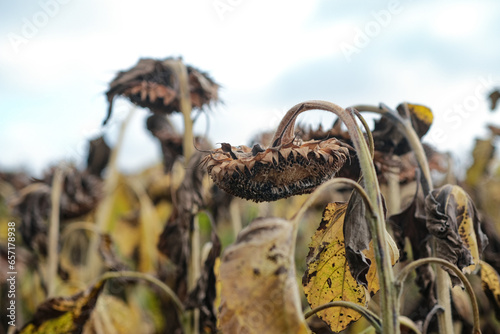 Agricultural field of dry ripe sunflower ready for harvest