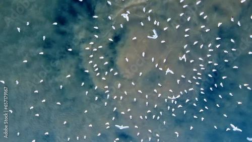 Aerial photography of an underwater discharge of sewage into the sea. Camera over a geyser of brown water bubbles that rise from the depths of the sea and is a place that attracts sea gulls. photo
