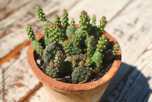 donica opuncja fragilis kaktus kompozycja donica gliniana