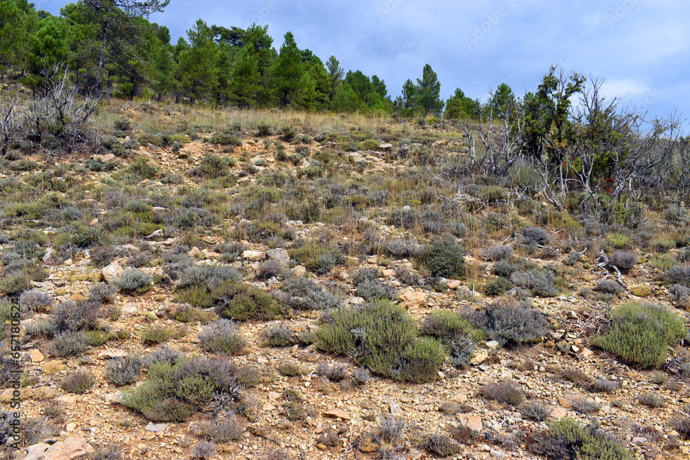 Thymus zygis thyme in the Sierra de Albarracín. Teruel. Spain Thymus zygis thyme in the Sierra de Albarracín. Teruel. Spain